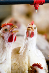GRANJA DE AVES