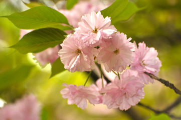 pink cherry blossoms