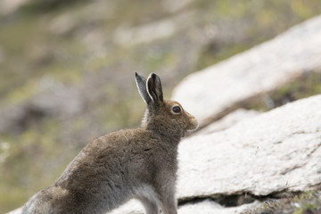 mountain hare