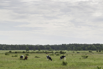 Cows Feeding in Green Farmfield
