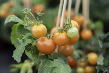 Tomato Plant Close Up