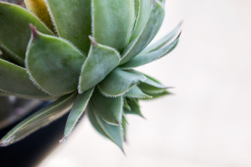 Sempervivum tectorum