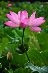 pink lotus flower