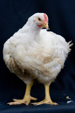 「ブロイラー」の画像 37,744 件の Stock 写真、ベクターおよびビデオ Adobe Stock