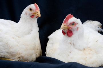 GRANJA DE AVES
