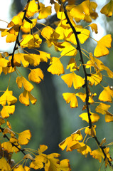 yellow autumn leaves