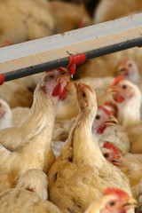 GRANJA DE AVES