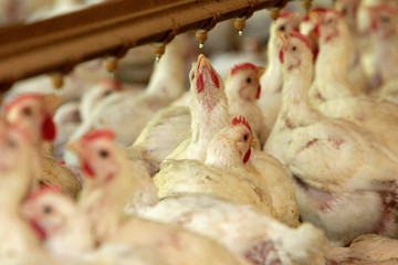 GRANJA DE AVES © Cesar Machado