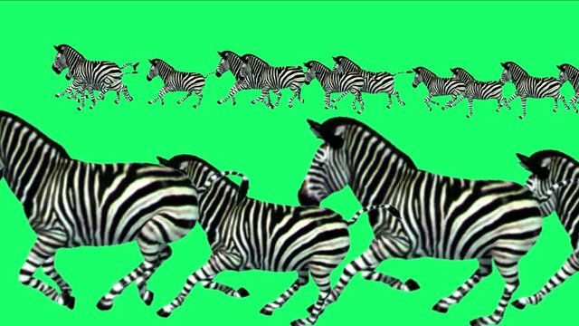 4k Group zebras horses donkeys animals silhouette migration running,Africa grasslands nature background.