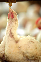 GRANJA DE AVES