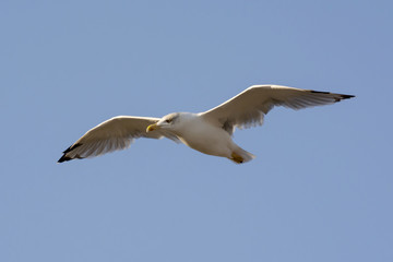 Flying Seagull on blue sky background