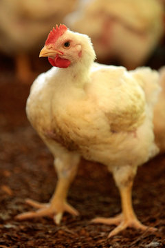 GRANJA DE AVES