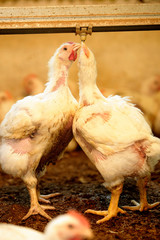 GRANJA DE AVES