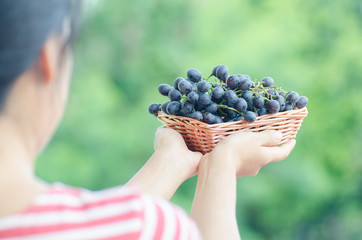 Woman holding red grape in a basket,Grape harvest,Healthy fruit