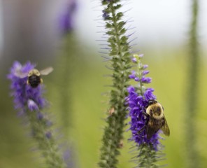 Buzzin Bumblebee Buddies