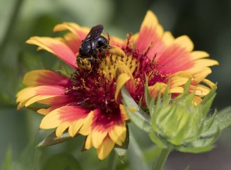 Bee Wearing Pollen Pants