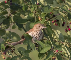 Brown Thrasher in a Wild Berry Feast 