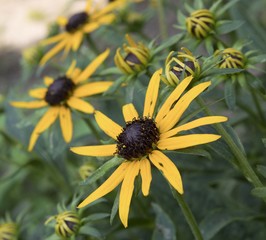 Black Eyed Susan Blossoms and Buds Reaching Towards the Sky