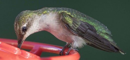 Up Close to Female Ruby Throated Hummingbird with Iridescent Feathersa