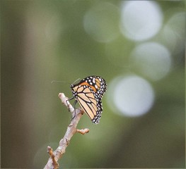 Monarch Butterfly Resting on Tip of Branch Gently Swaying in the Breeze