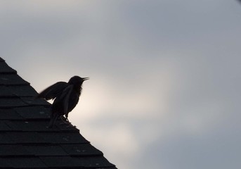 Early Bird European Starling Stretching Wings Before the Sun Shines