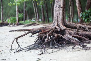 roots of tree standing dead because erode by seawater on the beach.