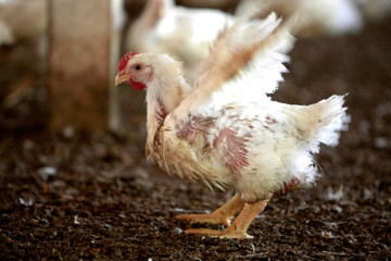 GRANJA DE AVES