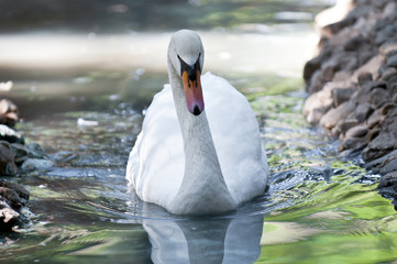 Swan in Mexicali Lake, Baja california. MEXICO