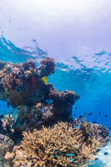 Fishes Living in Small Reef 