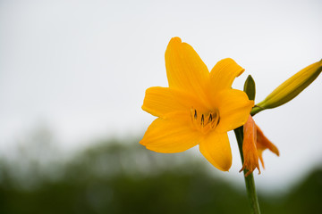 湿原のエゾカンゾウの花