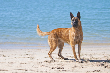 Belgian shepherd on the beach