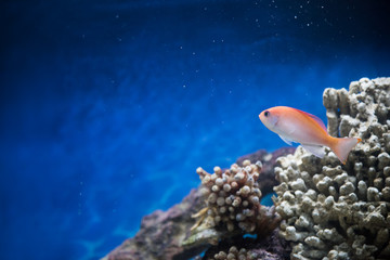 fish swimming in a salt water tank
