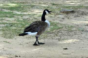 Canadian Honker