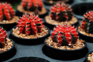 Red Gymnocalycium mihanovichii. Hobby gardening with many of sprout cactus in Nursery
 garden for sale make money 