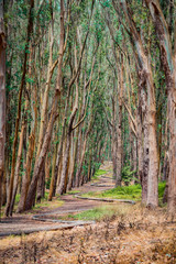 Fototapeta premium Lovers in Nature
