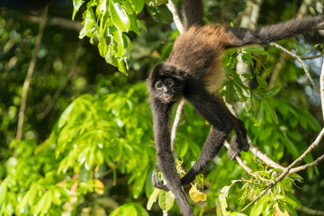 Spider Monkey of Guatemala