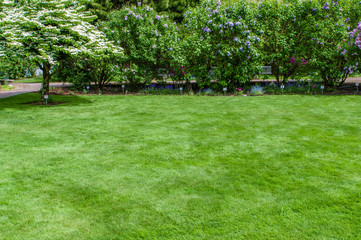 Green grass lawn and garden