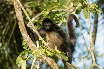 Spider Monkey of Guatemala