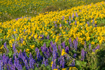 WIldflower praire with Balsamroot and Lupine