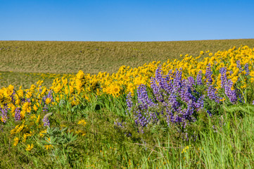 Fototapeta premium WIldflower praire with Balsamroot and Lupine
