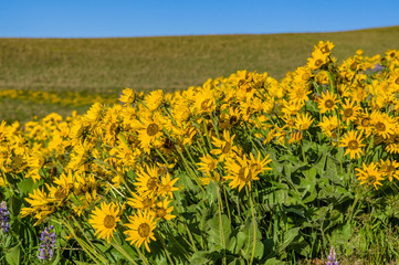 WIldflower praire with Balsamroot and Lupine