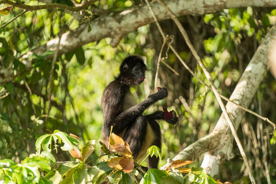 Spider Monkey of Guatemala