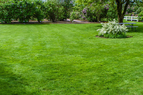 Green grass lawn and garden