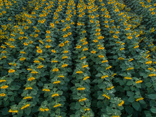 Aerial view of sunflower field 