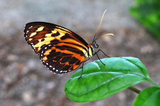 Butterfly Tiger Mimic Lycorea halia cleobaea tropical milkweed butterfly