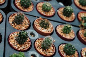 Hobby gardening with many of sprout cactus in Nursery
 garden for sale make money 