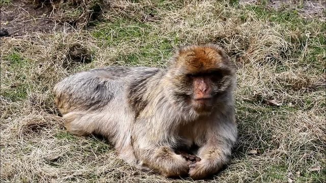 monkey Macaca sylvanus on meadow
