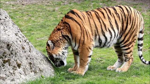 bengal tiger on meadow
