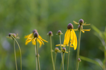 Yellow cone flowers