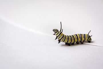 caterpillar looking up